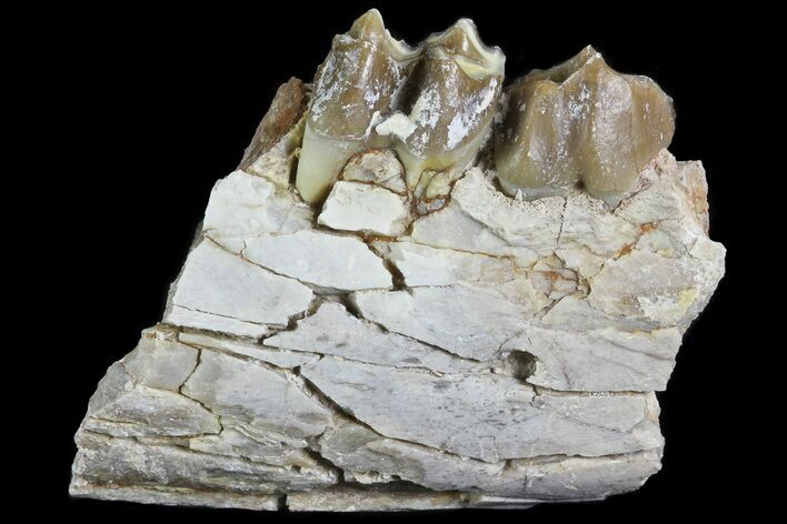 Oreodont Jaw Section With Teeth - South Dakota #81966